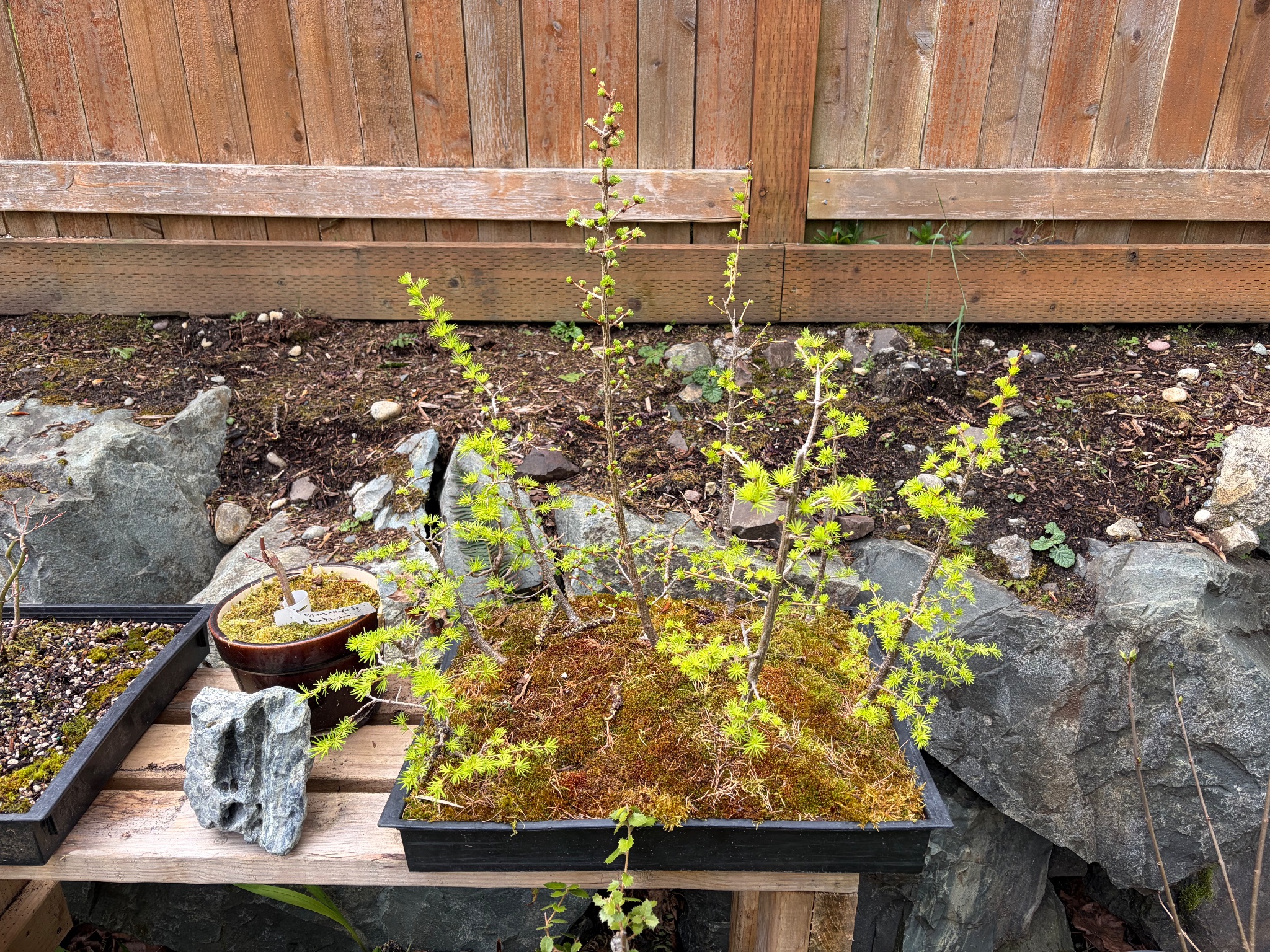 Japanese Maple 2 — Observation — 2026-03-28
