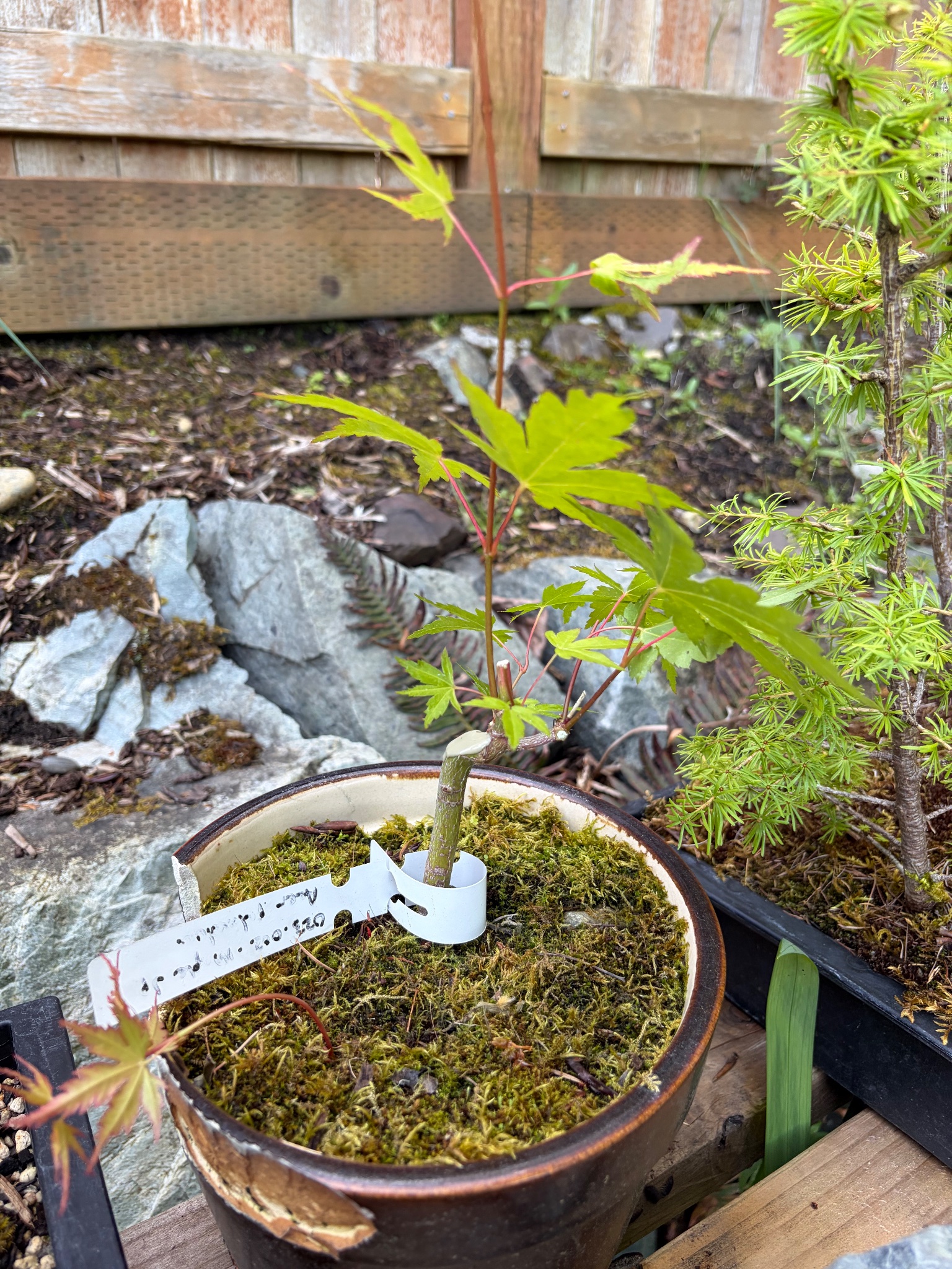 Japanese Maple 2 — Prune — 2026-06-13