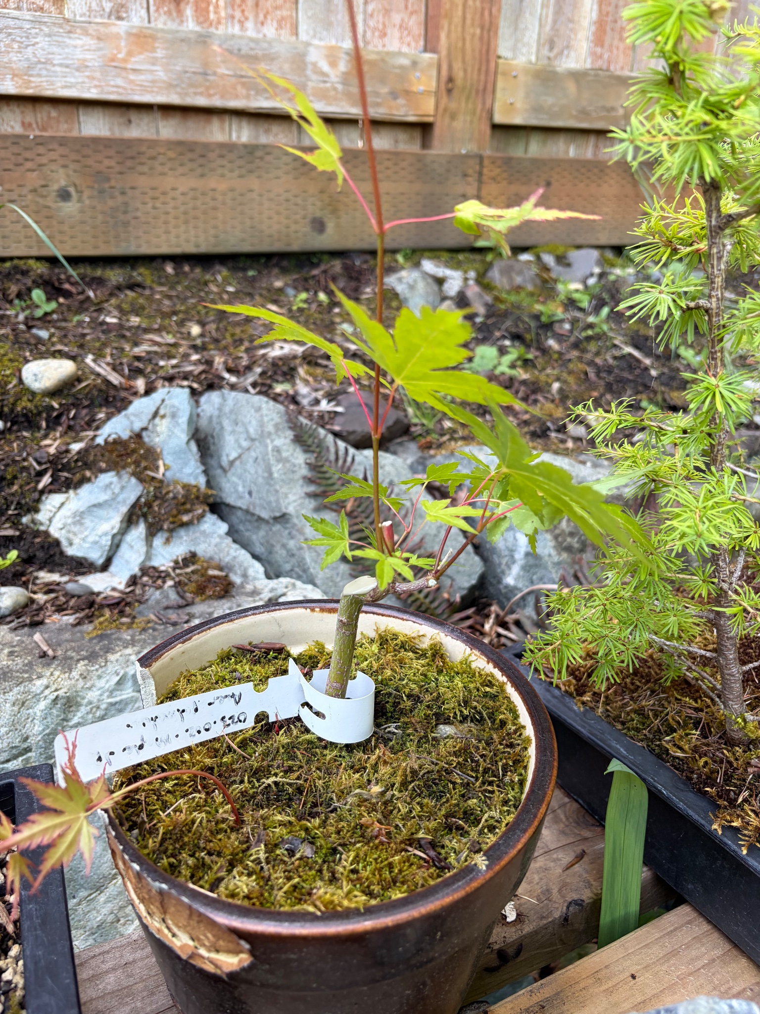 Japanese Maple 2 — Prune — 2026-06-13