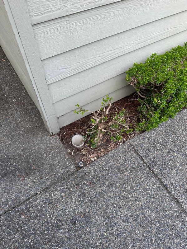 Boxwood 2 — Observation — 2023-05-19