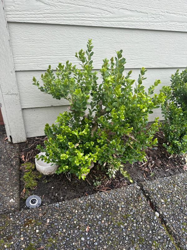 Boxwood 2 — Observation — 2024-04-05