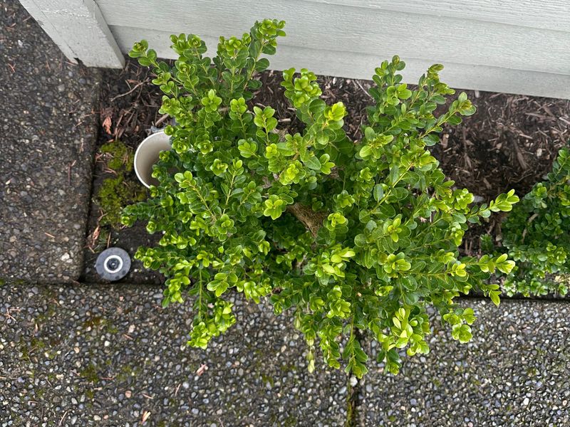 Boxwood 2 — Observation — 2024-04-05