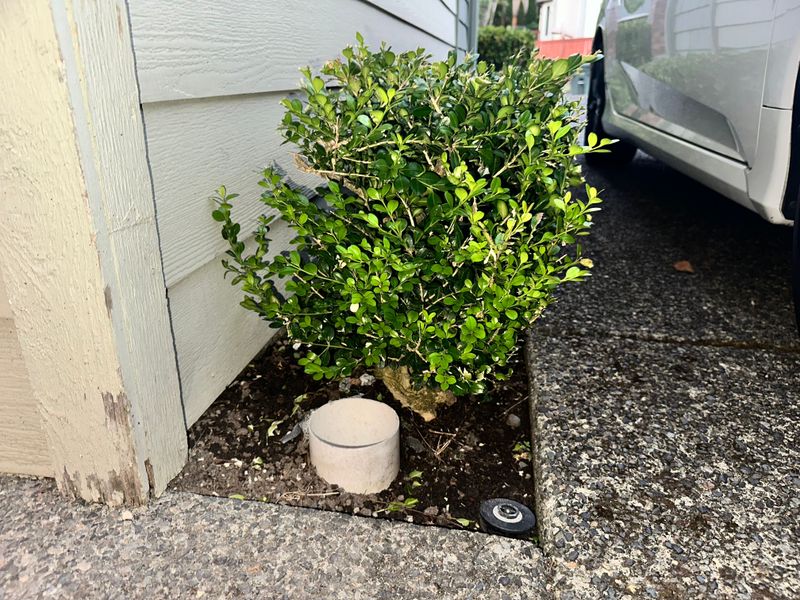 Boxwood 2 — Observation — 2025-07-14