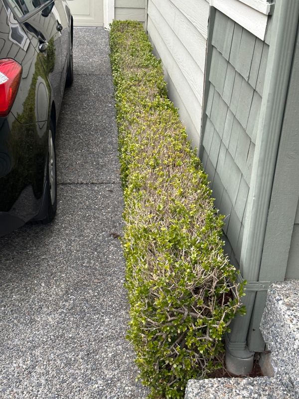 Boxwood 3 — Observation — 2023-03-07