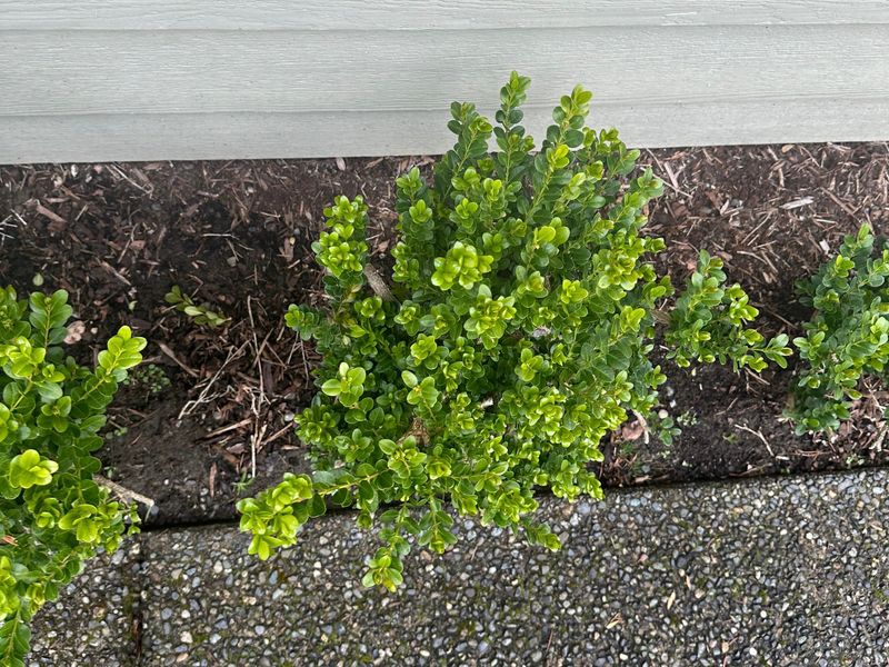 Boxwood 3 — Observation — 2024-04-05
