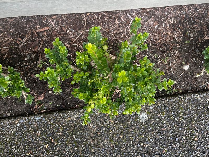 Boxwood 4 — Observation — 2024-04-05