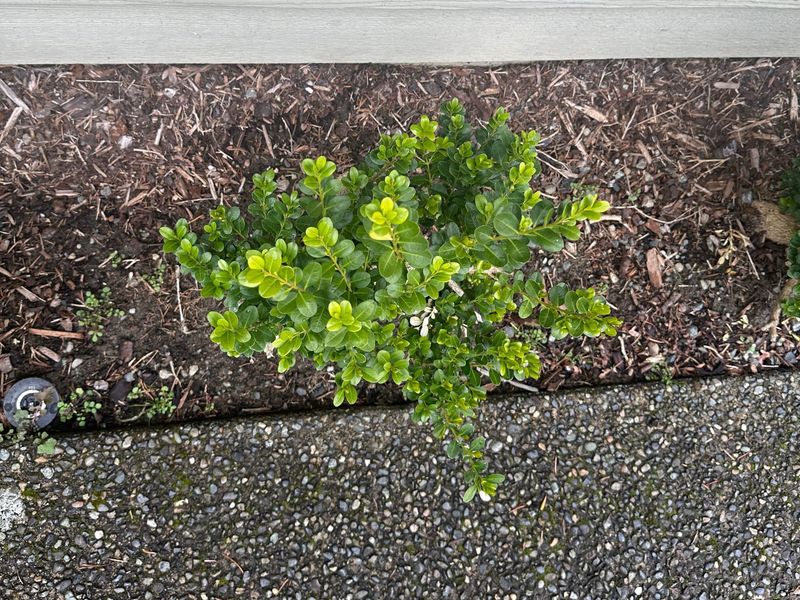 Boxwood 5 — Observation — 2024-04-05