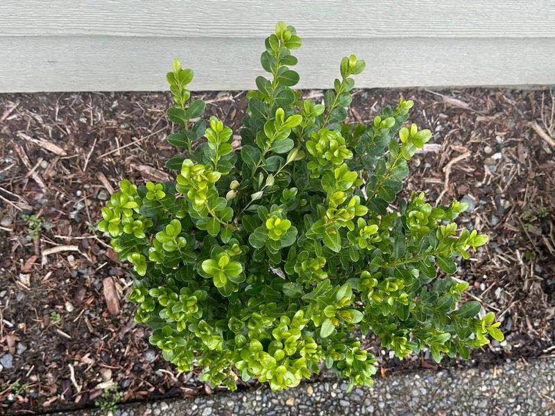 Boxwood 6 — Observation — 2024-04-05