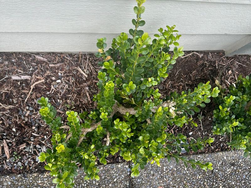 Boxwood 7 — Observation — 2024-04-05