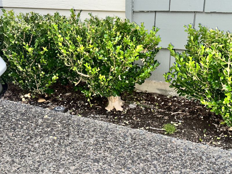 Boxwood 7 — Observation — 2025-07-14
