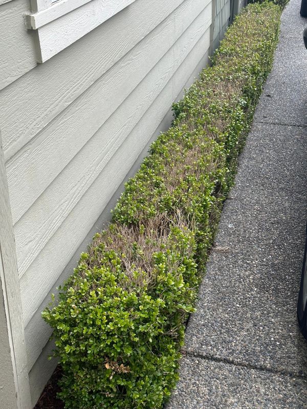 Boxwood 8 — Observation — 2023-03-07