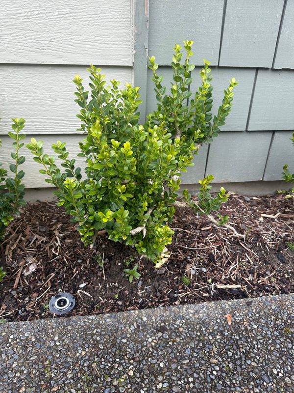 Boxwood 8 — Observation — 2024-04-05