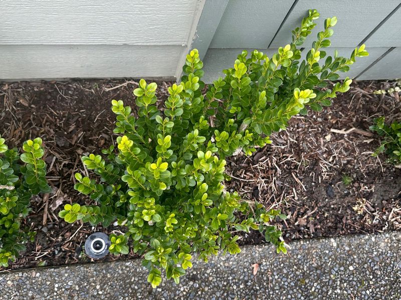 Boxwood 8 — Observation — 2024-04-05