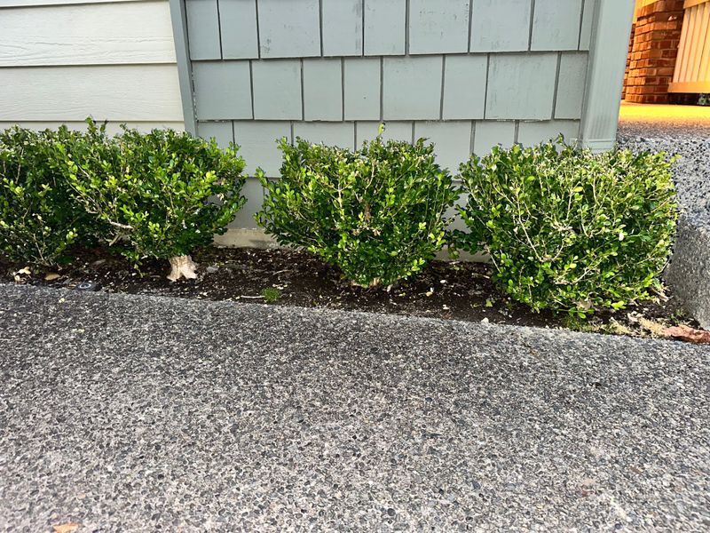 Boxwood 8 — Observation — 2025-07-14