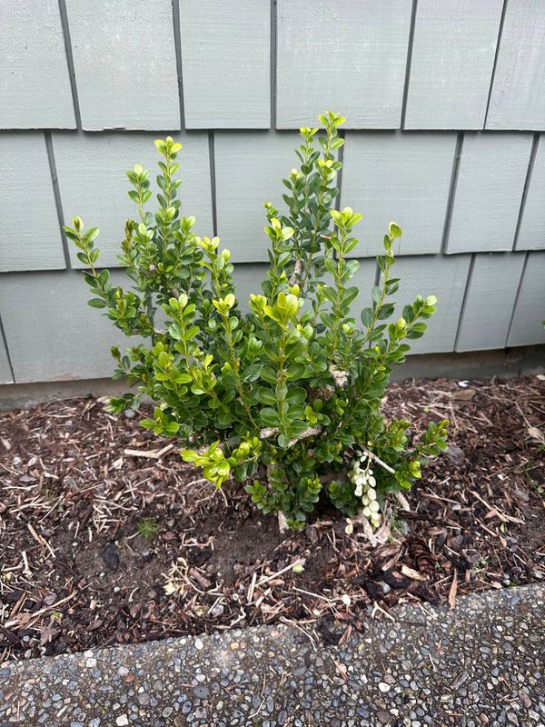 Boxwood 9 — Observation — 2024-04-05