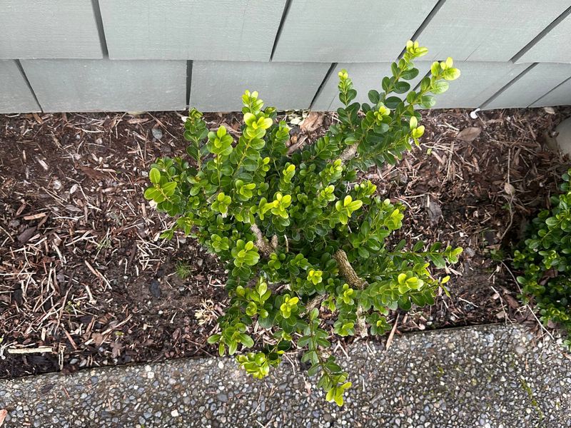 Boxwood 9 — Observation — 2024-04-05