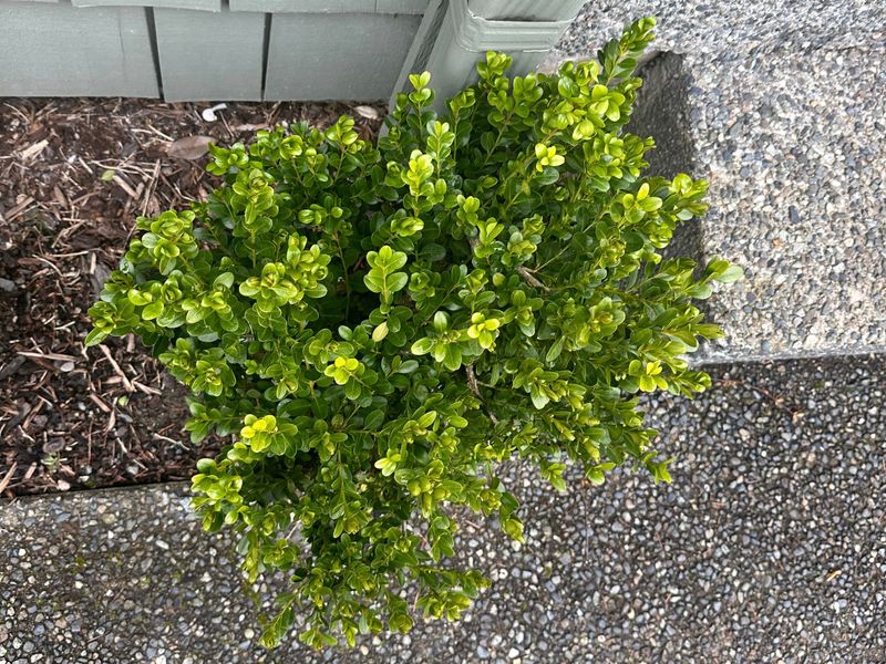 Boxwood 10 — Observation — 2024-04-05