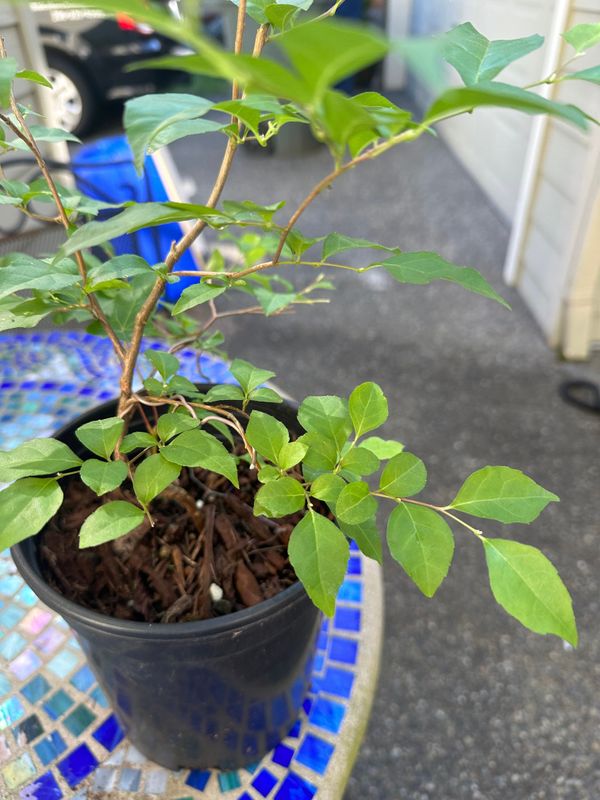 Japanese Snowbell 1 — Jul 9