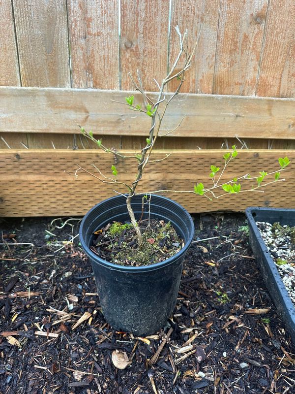 Japanese Snowbell 1 — Apr 5