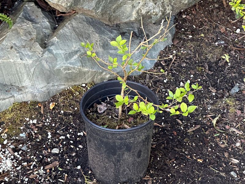 Japanese Snowbell 1 — Apr 22