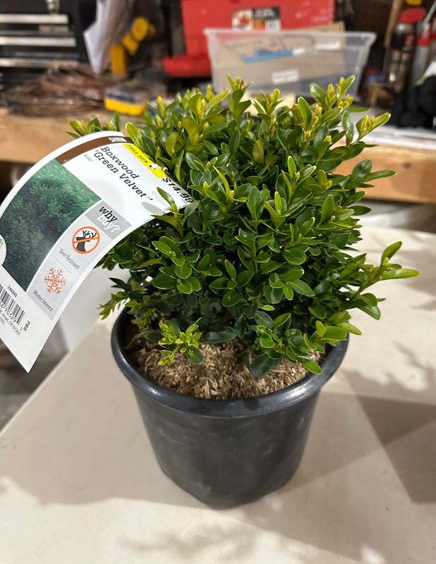 Boxwood 11 — Observation — 2024-04-10