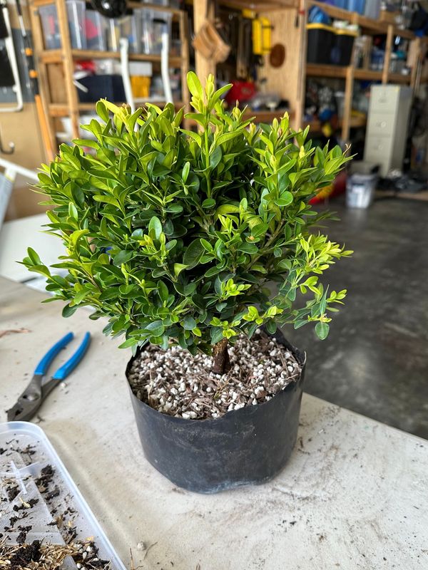 Boxwood 11 — Observation — 2024-04-12