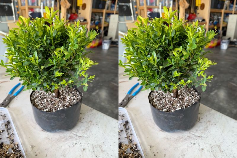 Boxwood 11 — Observation — 2024-04-12