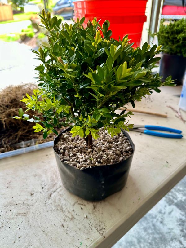 Boxwood 11 — Observation — 2024-04-12