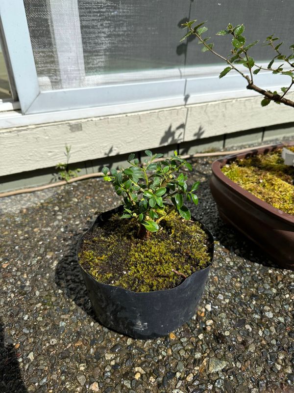 Boxwood 11 — Observation — 2024-04-12