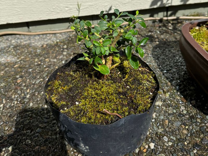 Boxwood 11 — Observation — 2024-04-12