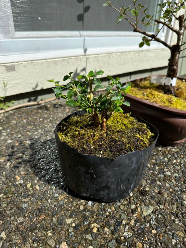 Boxwood 11 — Observation — 2024-04-12