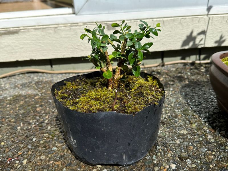 Boxwood 11 — Observation — 2024-04-12
