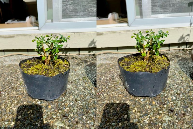 Boxwood 11 — Observation — 2024-04-12