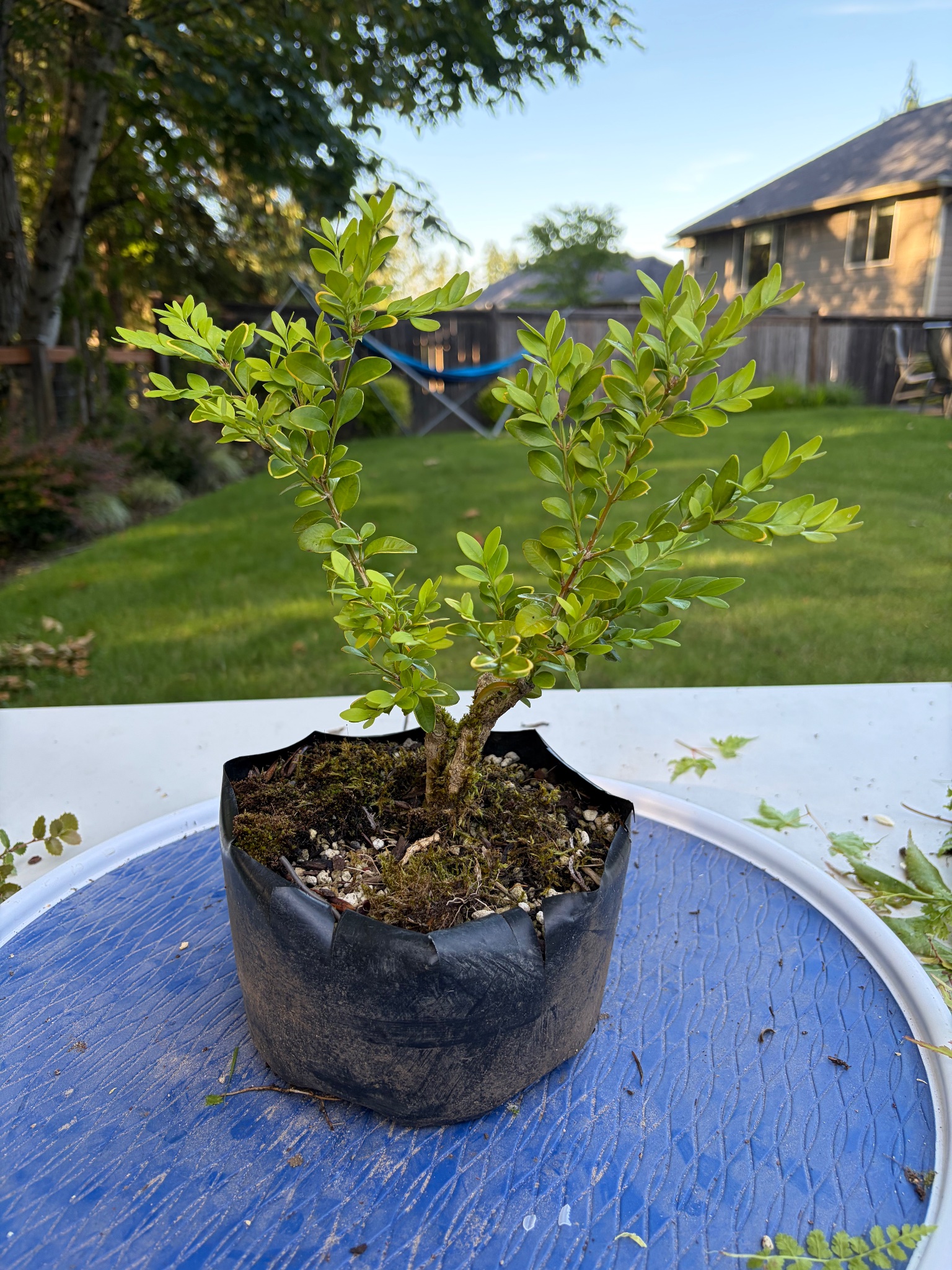 Boxwood 11 — Prune — 2026-06-13