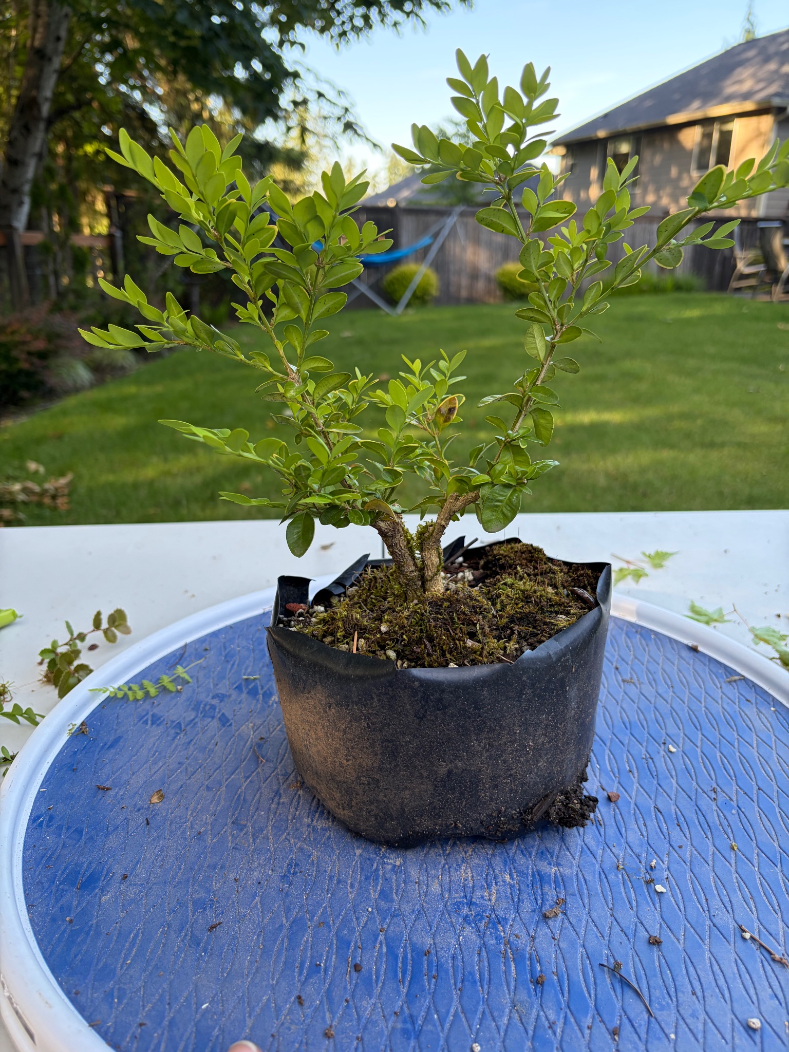 Boxwood 11 — Prune — 2026-06-13