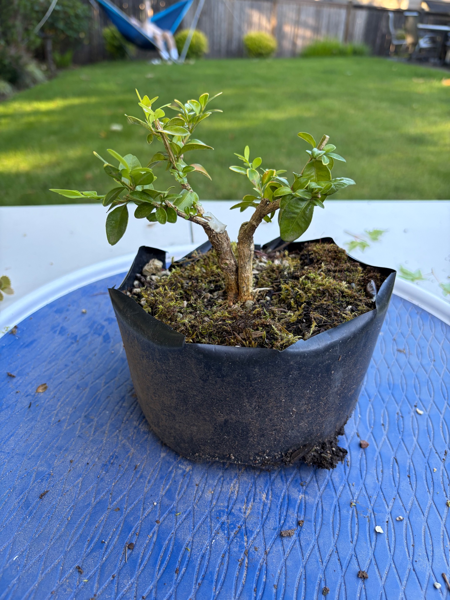 Boxwood 11 — Prune — 2026-06-13
