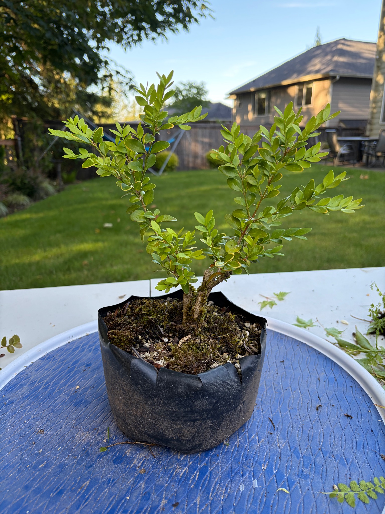 Boxwood 11 — Prune — 2026-06-13