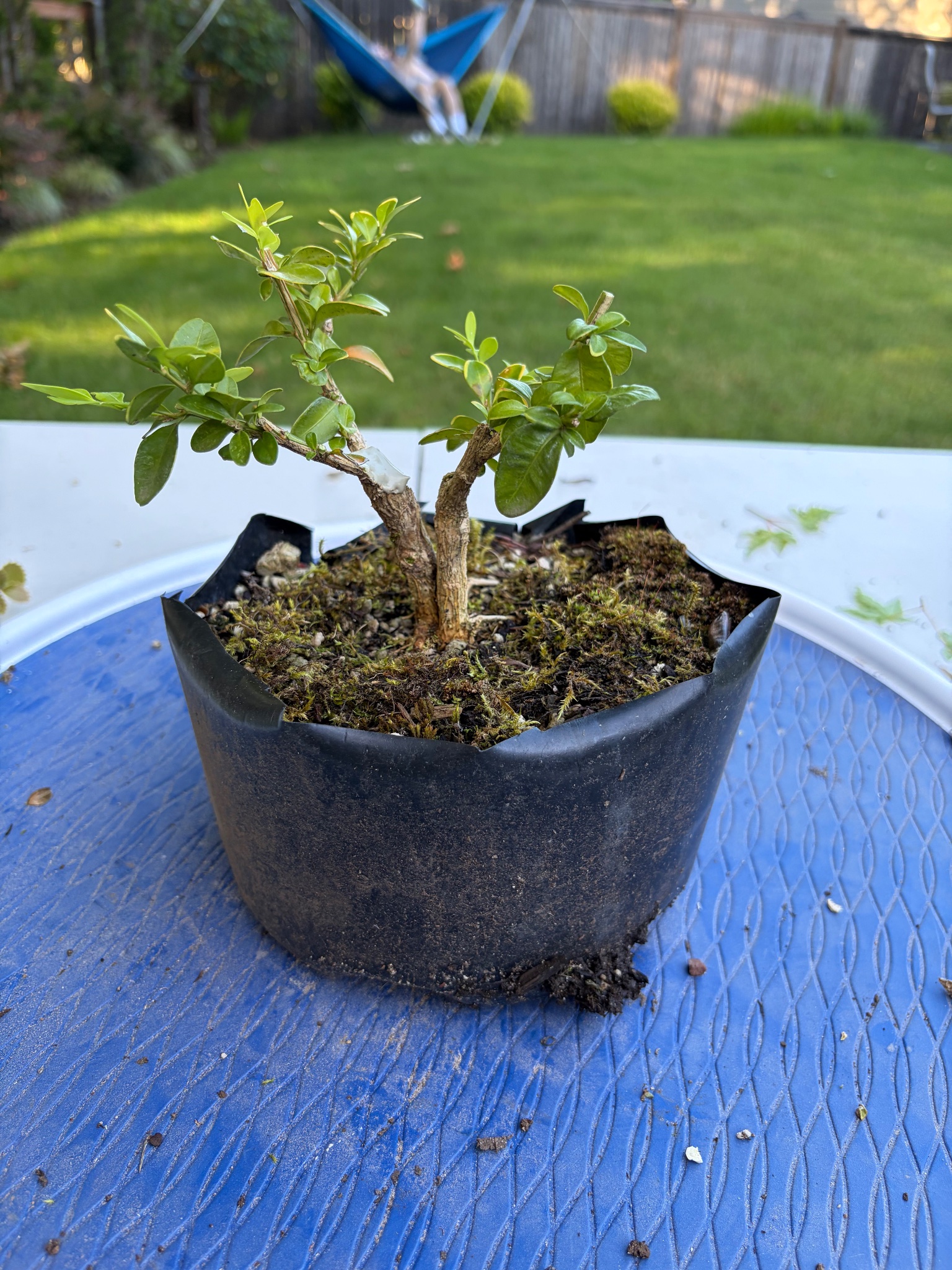 Boxwood 11 — Prune — 2026-06-13