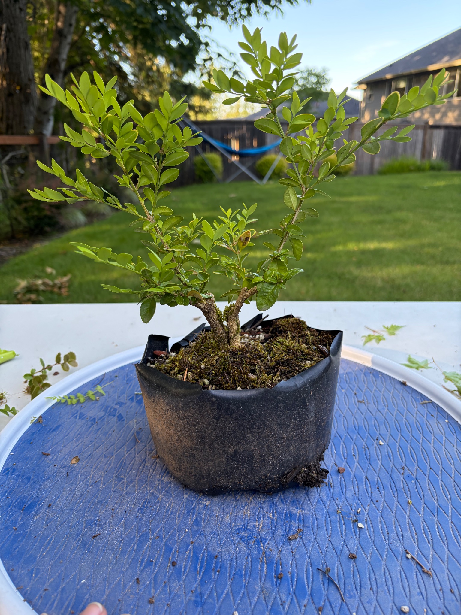 Boxwood 11 — Prune — 2026-06-13