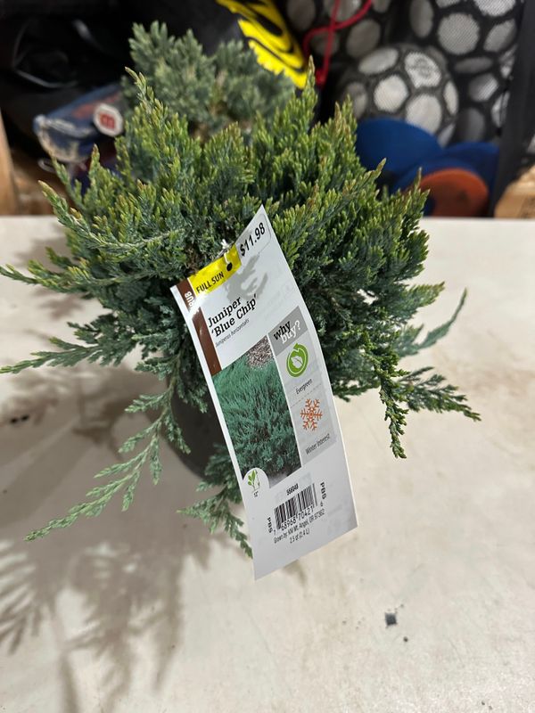 Blue Chip Juniper 1 — Acquired — 2024-04-10