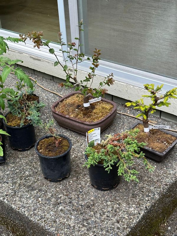 Blue Chip Juniper 1 — Observation — 2024-05-18