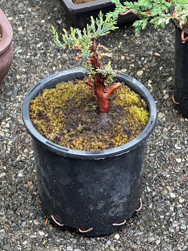Blue Chip Juniper 1 — Observation — 2024-05-22