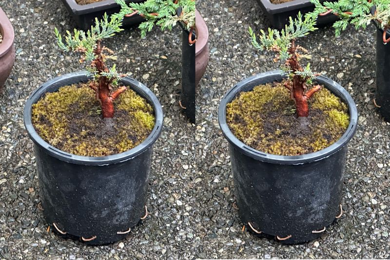Creeping Juniper 1 — Observation — 2024-05-22