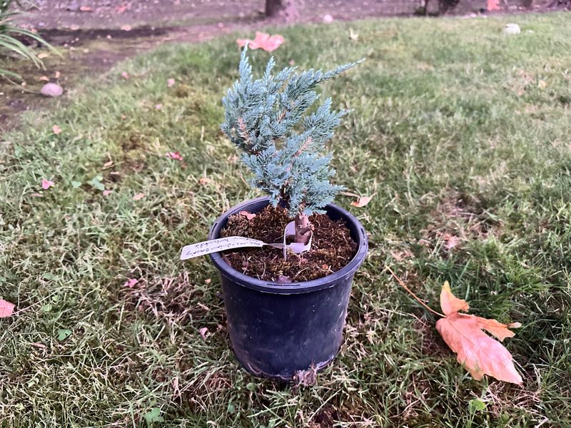 Blue Chip Juniper 1 — Observation — 2025-07-14