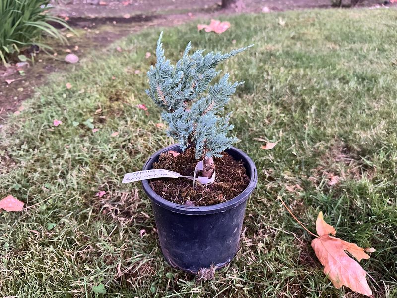 Blue Chip Juniper 1 — Observation — 2025-07-14