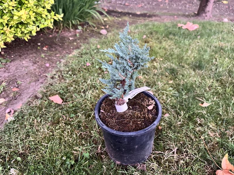 Blue Chip Juniper 1 — Observation — 2025-07-14