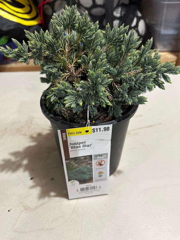 Blue Star Juniper 1 — Observation — 2024-04-10
