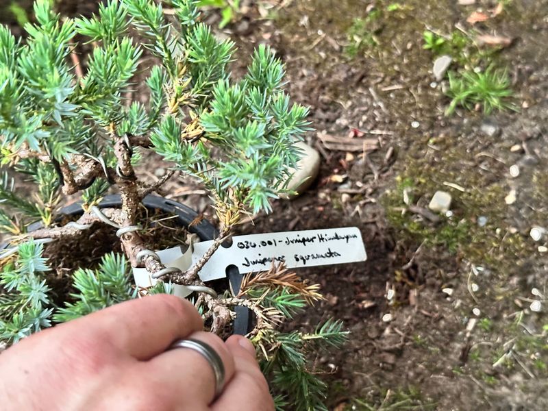 Blue Star Juniper 1 — Observation — 2025-07-14