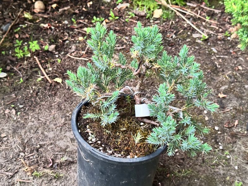 Blue Star Juniper 1 — Observation — 2025-07-14