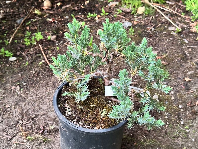 Blue Star Juniper 1 — Observation — 2025-07-14